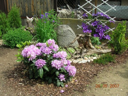 Rododendron ´ Catawbiense Grandiflorum´